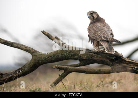 Captive Saker Falcon (Falco cherrug) auf einem Baum gehockt. Stockfoto