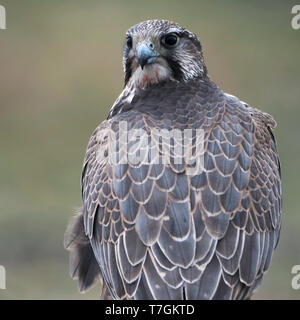 Captive Saker Falcon (Falco cherrug) Blick über die Schulter. Stockfoto