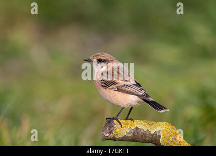 Im ersten Winter sibirisches Schwarzkehlchen (Saxicola maurus) auf den Shetland Inseln. Stockfoto