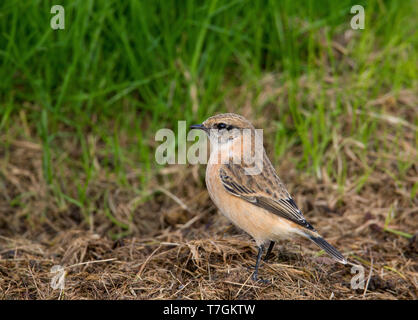 Im ersten Winter sibirisches Schwarzkehlchen (Saxicola maurus) auf den Shetland Inseln. Auf dem Boden. Stockfoto