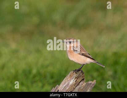 Im ersten Winter sibirisches Schwarzkehlchen (Saxicola maurus) auf den Shetland Inseln. Stockfoto