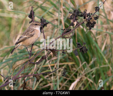 Im ersten Winter sibirisches Schwarzkehlchen (Saxicola maurus) auf den Shetland Inseln. Stockfoto