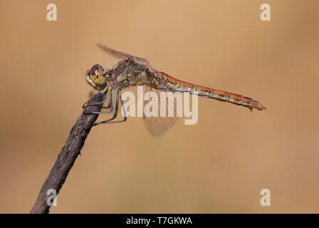 Imago Steenrode heidelibel; Erwachsene Vagrant Darter Stockfoto