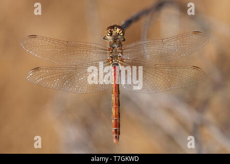 Imago Steenrode heidelibel; Erwachsene Vagrant Darter Stockfoto