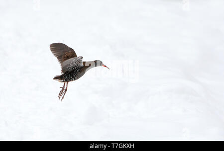 Wasserralle (Rallus Aquaticus) im Flug im verschneiten Brobæk Mose, Dänemark. Stockfoto