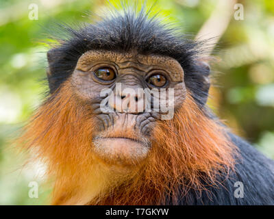 Close-up Portrait von Western Red Colobus Stockfoto