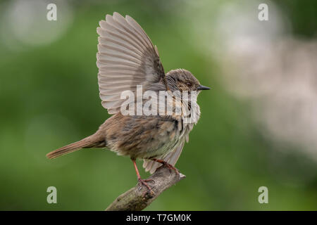 Heckenbraunelle Prunella modularis Stockfoto
