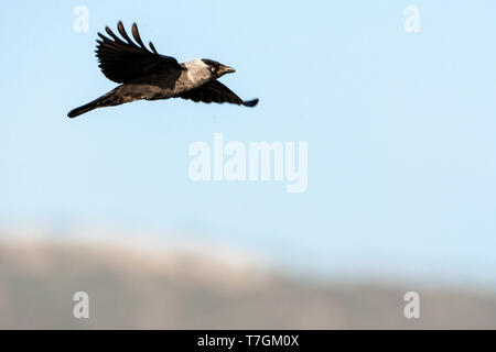 Western Dohle (Corvus monedula) im Flug gegen den blauen Himmel auf Lesbos, Griechenland. Stockfoto