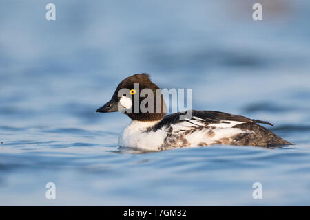 1. Winter männliche Schellente (Bucephala clangula ssp. CLANGULA) Schwimmen in einem See in Deutschland. Perfekte Seite. Stockfoto