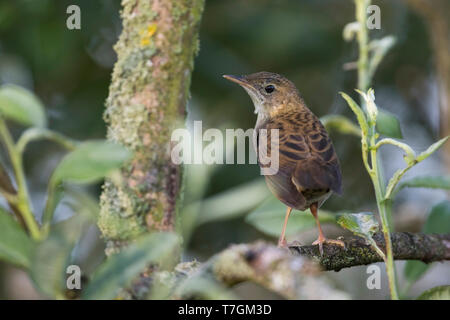 Jugendliche gemeinsame Grasshopper Warbler, Locustella naevia naevia) in Bush in Deutschland im Spätsommer thront. Selten Gefieder fotografiert. Stockfoto