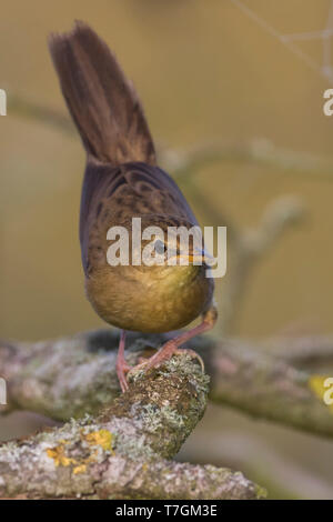 Jugendliche gemeinsame Grasshopper Warbler, Locustella naevia naevia) in Bush in Deutschland im Spätsommer thront. Selten Gefieder fotografiert. Stockfoto