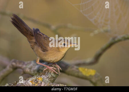 Jugendliche gemeinsame Grasshopper Warbler, Locustella naevia naevia) in Bush in Deutschland im Spätsommer thront. Selten Gefieder fotografiert. Stockfoto