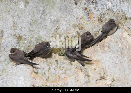 Erwachsenen- und ersten Winter Crag Martins (Ptyonoprogne rupestris) auf einer Felswand in Spanien ruht. Stockfoto