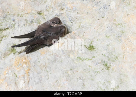 Im ersten Winter Crag Martin (Ptyonoprogne rupestris) ruht auf einem Kliff in Spanien. Stockfoto