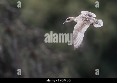 Erwachsene Frau Marbled Teal (Marmaronetta angustirostris) über ein Feuchtgebiet in Spanien fliegen. Seitenansicht der Vogel im Flug auf den See. Stockfoto