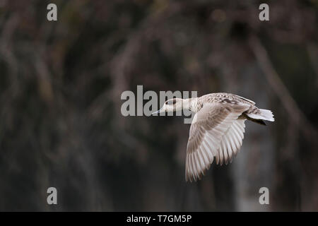 Erwachsene Frau Marbled Teal (Marmaronetta angustirostris) über ein Feuchtgebiet in Spanien fliegen. Seitenansicht der Vogel im Flug, die obere Tragfläche Muster. Nahm Stockfoto