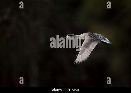 Erwachsene männliche Marbled Teal (Marmaronetta angustirostris) über ein Feuchtgebiet in Spanien fliegen. Seitenansicht der Vogel im Flug, die obere Tragfläche Muster. Stockfoto