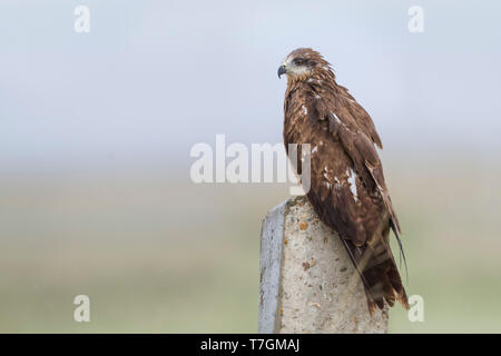 Hybrid (östlichen) Schwarzer Milan (MILVUS MIGRANS migrans x lineatus), Kasachstan, 2. CY Stockfoto