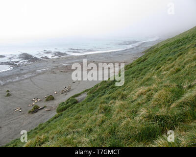 Strand bei ruhenden jungen Südlichen Seeelefanten (Mirounga leonina leonina) Macquarie Island in der subantarktischen Region von Australien in der südlichen Pac liegen Stockfoto