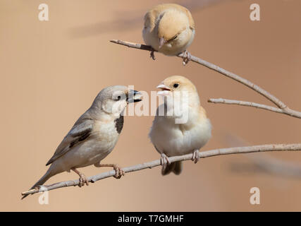 Wüste Sparrow (Passer simplex saharae), erwachsenen männlichen Fütterung der Küken Stockfoto