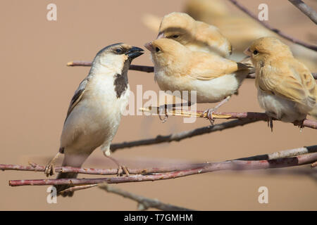 Wüste Sparrow (Passer simplex saharae), erwachsenen männlichen Fütterung seiner Flügge Stockfoto