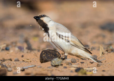 Wüste Sparrow (Passer simplex saharae), erwachsenen männlichen Zerkleinern von Nahrung Stockfoto