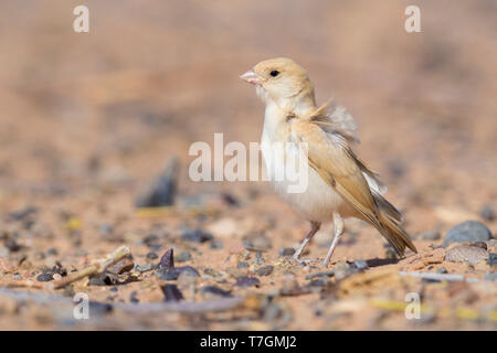 Wüste Sparrow (Passer simplex saharae), juvenile stehend auf dem Boden Stockfoto