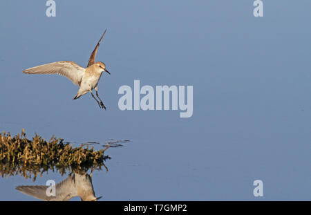 Baird's Sandpiper (Calidris bairdii) im Flug über See in Bolivien. Stockfoto