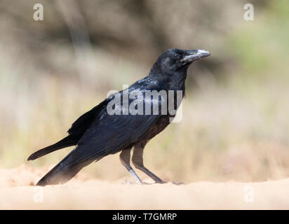 Kinder Kolkrabe (Corvus Corax) im ländlichen Spanien. Stockfoto