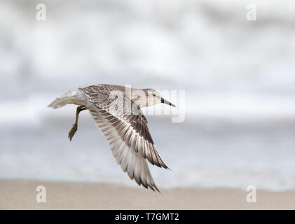 Im ersten Winter rote Knoten (Calidris Canutus) vom Strand der Nordsee auf Vlieland in den Niederlanden. Stockfoto