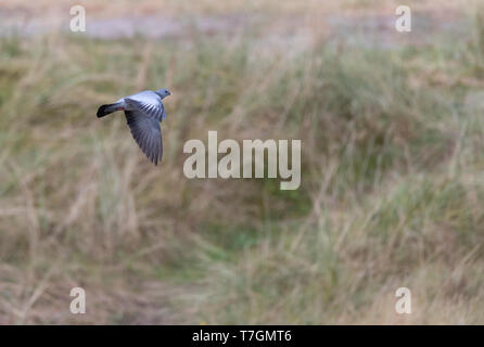 Lieferbar Taube (Columba oenas) im Kampf um die Dünen von Vlieland in den Niederlanden. Stockfoto