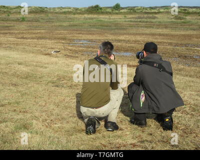 Zwei Vogel Fotografen, die Bilder von einem zahmen Schmarotzerraubmöwe auf Vlieland, einem niederländischen Wattenmeer Insel im Wattenmeer. Stockfoto