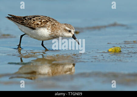 Nach Semipalmated Sandpiper (Calidris pusilla) Nahrungssuche Stockfoto