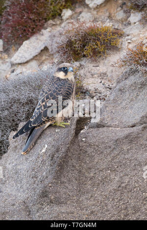 Eleonorenfalken (Falco eleonorae), juvenile hoch auf einem Felsen Stockfoto