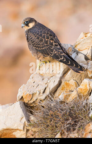 Eleonorenfalken (Falco eleonorae), juvenile hoch auf einem Felsen Stockfoto