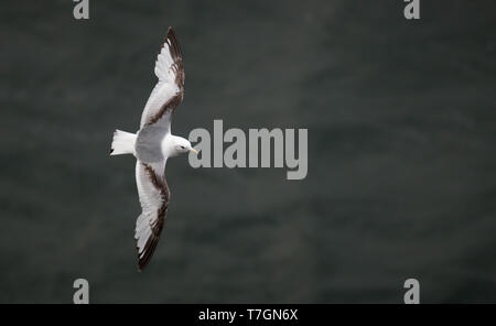 Erste - Sommer schwarz-legged Dreizehenmöwe (Rissa tridactyla) im Flug in Nord Norwegen Stockfoto