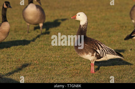 Blaue Phase Schneegans (Anser Caerulescens) stehen auf dem Rasen in der Nähe von North American See. Stockfoto