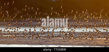 Große Herde von semipalmated Strandläufer (Calidris pusilla) im Flug in La Haute-Côte-Nord, Quebec, Kanada Stockfoto