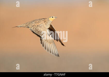 Gefleckte Sandgrouse (Pterocles senegallus), erwachsene Frau im Flug Stockfoto