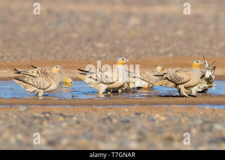 Gefleckte Sandgrouse (Pterocles senegallus), Herde am Pool trinken Stockfoto