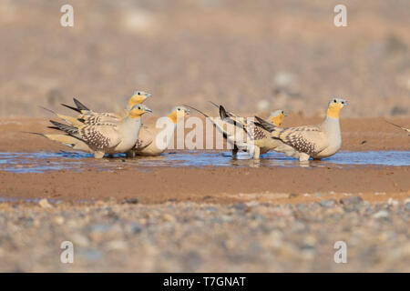 Gefleckte Sandgrouse (Pterocles senegallus), kleine Herde zu trinken Pool Stockfoto