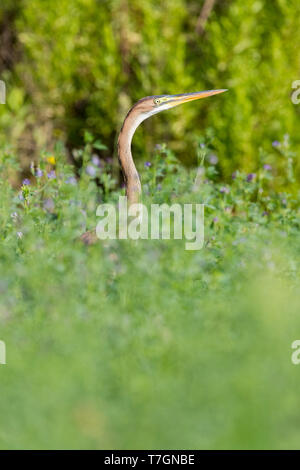 Purpurreiher (Ardea purpurea), juvenile Stellung in einer Luzerne Feld Stockfoto