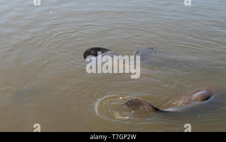 West Indian Manatee (Trichechus Manatus) an merrit Island sammeln Stockfoto