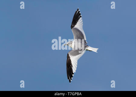 Sabine's Gull; Xema Sabini Stockfoto
