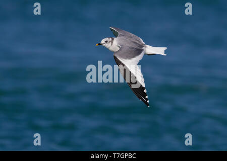 Sabine's Gull; Xema Sabini Stockfoto