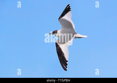 Sabine's Gull; Xema Sabini Stockfoto