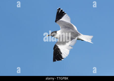 Sabine's Gull; Xema Sabini Stockfoto