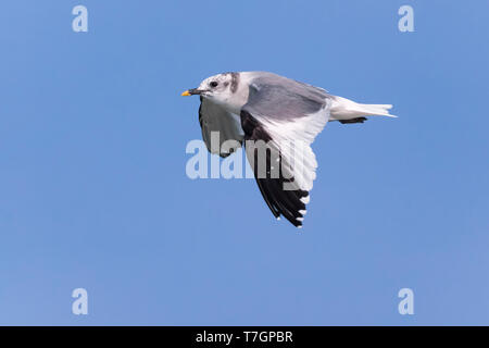 Sabine's Gull; Xema Sabini Stockfoto