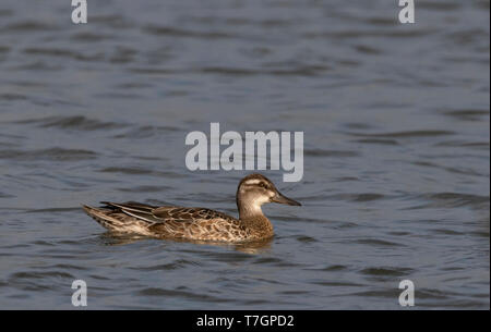 Krickente (Anas querquedula), einem erwachsenen Mann in Eclipse Gefieder, Schwimmen in einem See in der Nähe von Deventer in den Niederlanden. Stockfoto