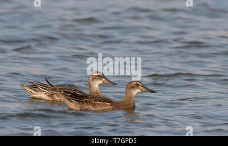 Krickente (Anas querquedula), ein Jugendlicher (vorne) und männlichen Erwachsenen in Eclipse Gefieder, Schwimmen in einem See in der Nähe von Deventer in den Niederlanden. Stockfoto